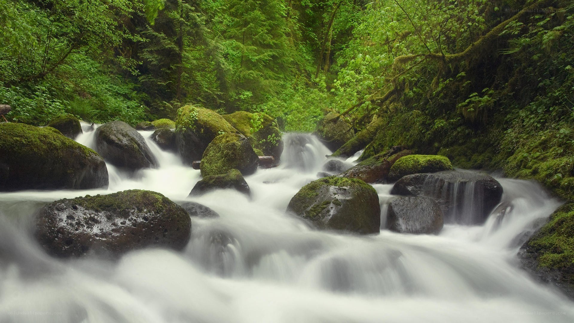 Mossy stream in forest