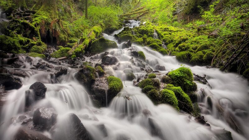 Mossy stream in forest