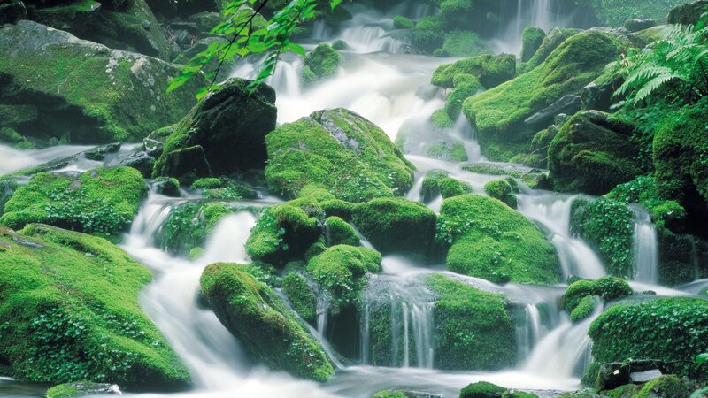 Mossy stream in forest