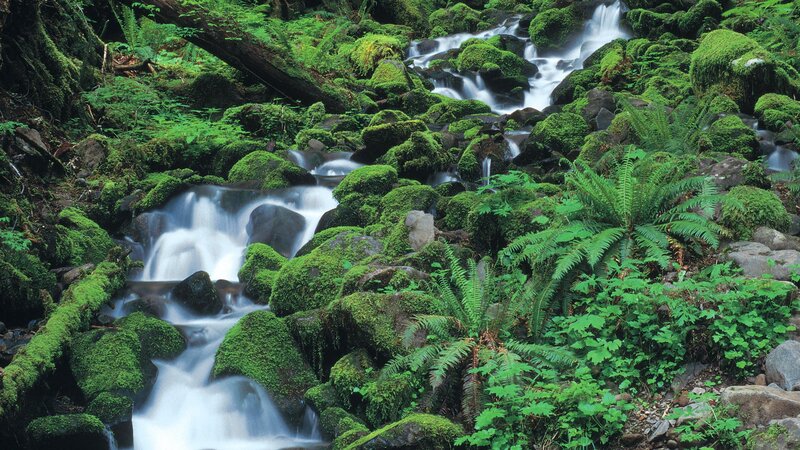 Mossy stream in forest