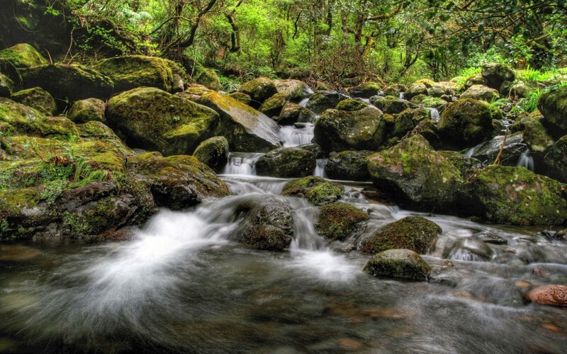 Mossy stream in forest