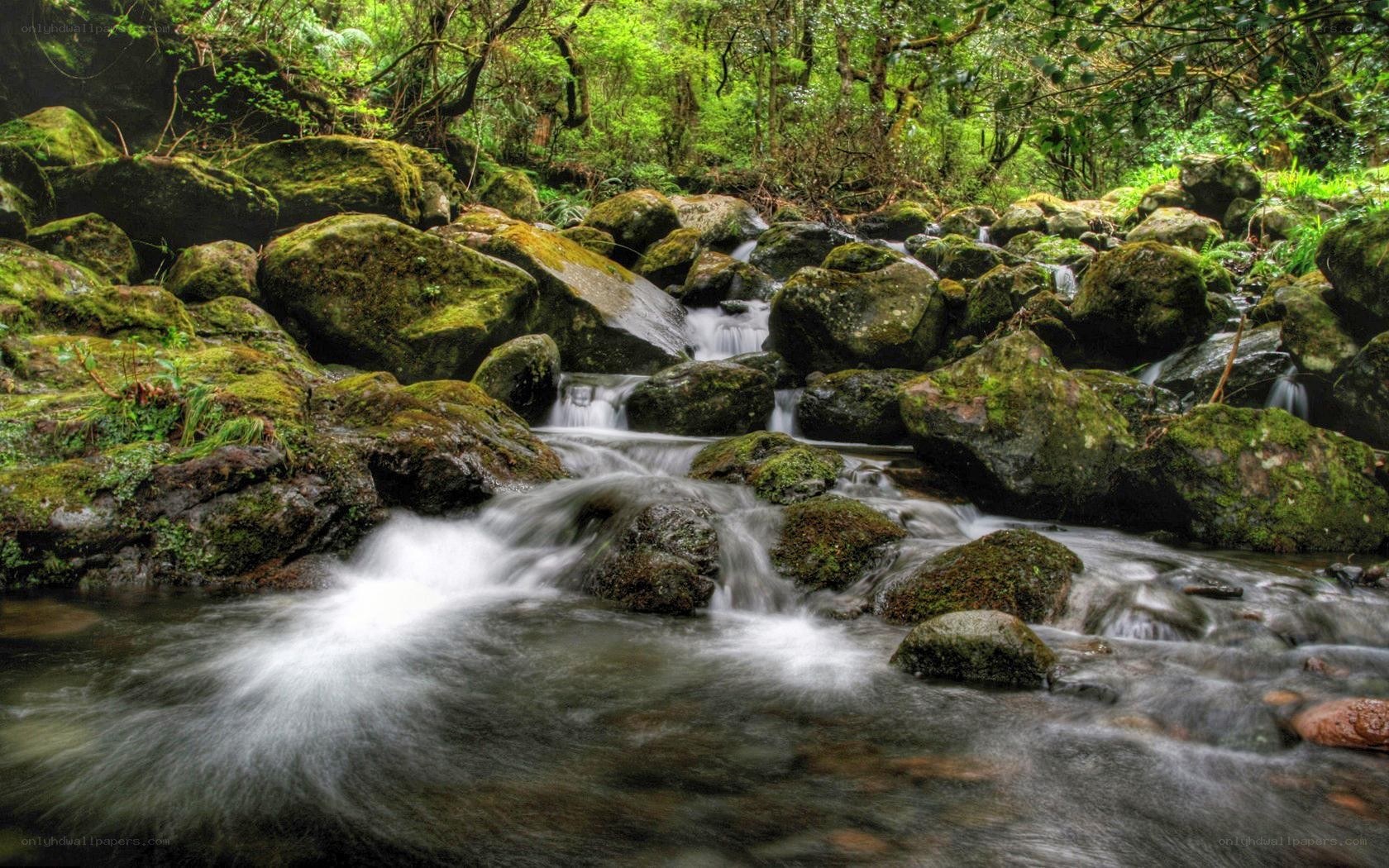Mossy stream in forest