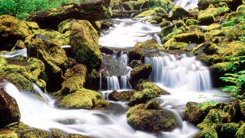 Mossy stream in forest