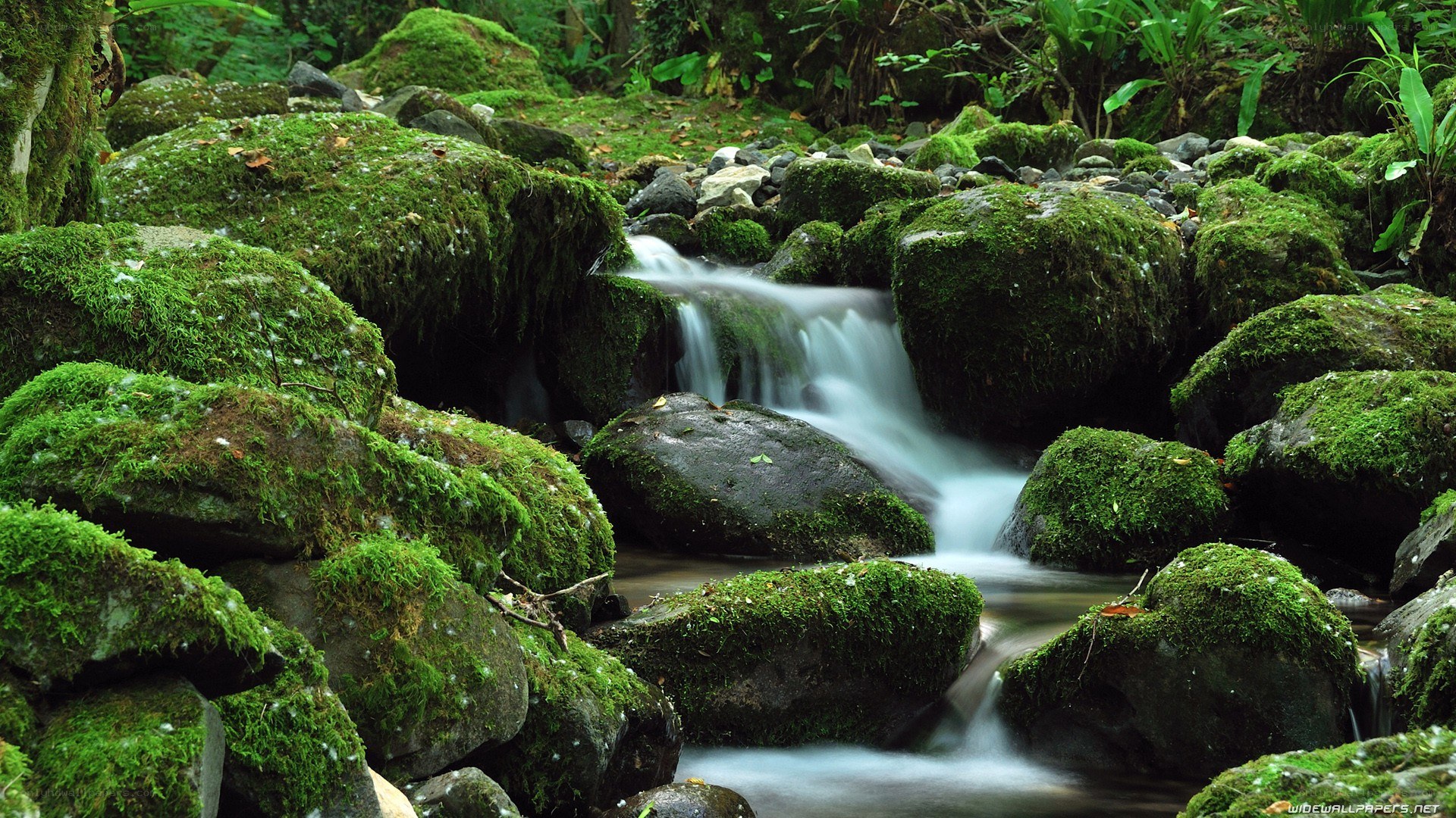 Mossy stream in forest