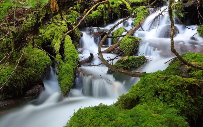 Mossy stream in forest