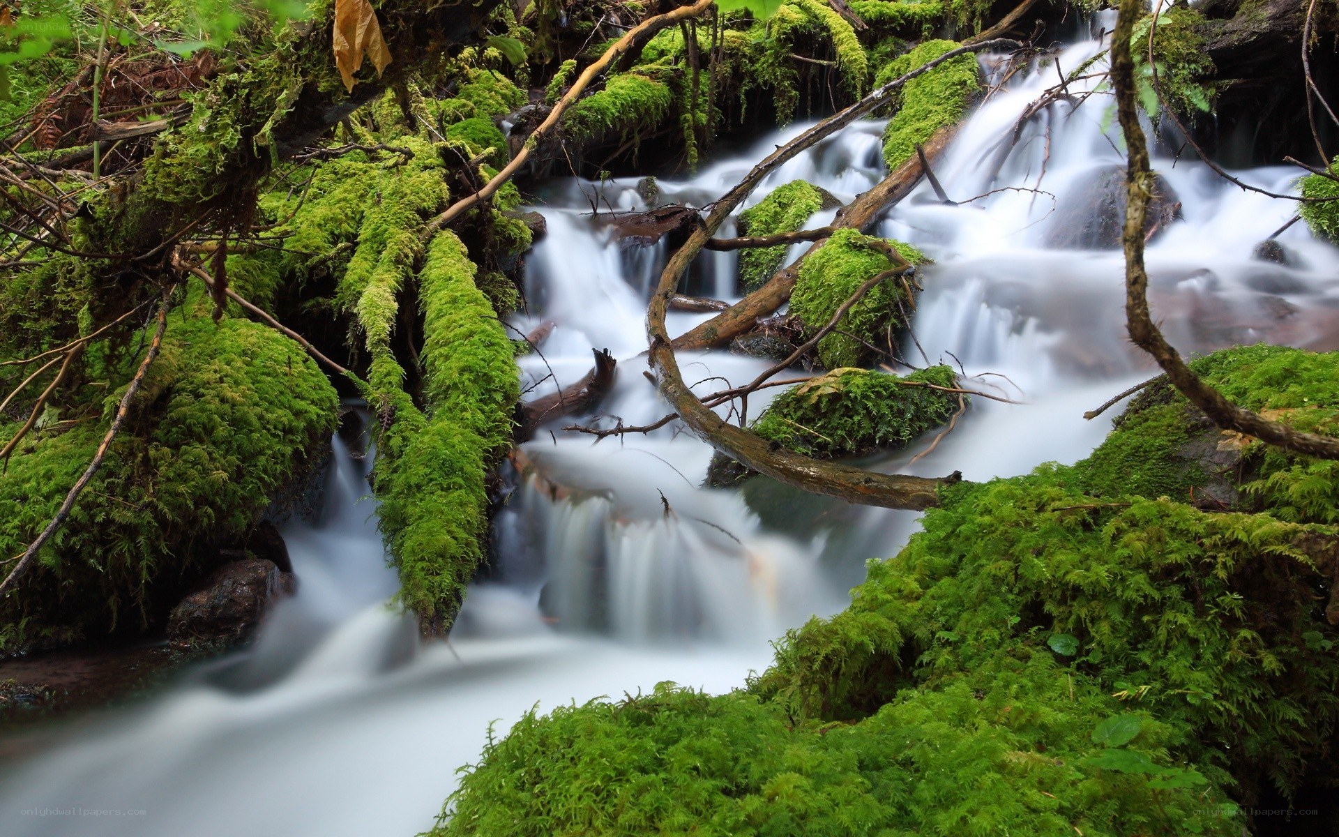 Mossy stream in forest