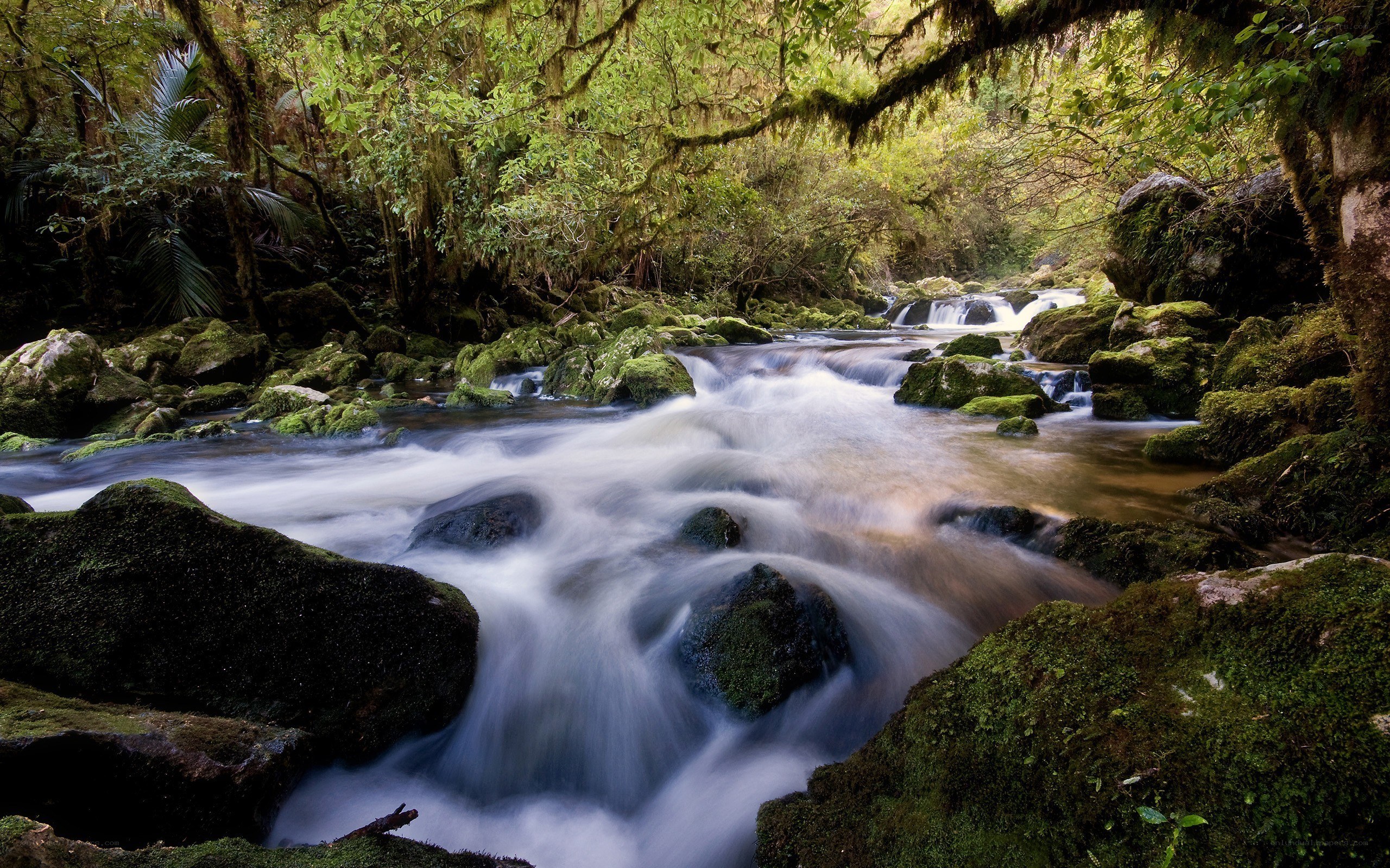 Mossy stream in forest