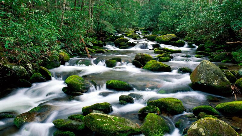 Mossy stream in forest