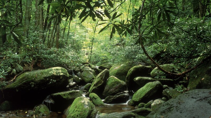 Mossy stream in forest