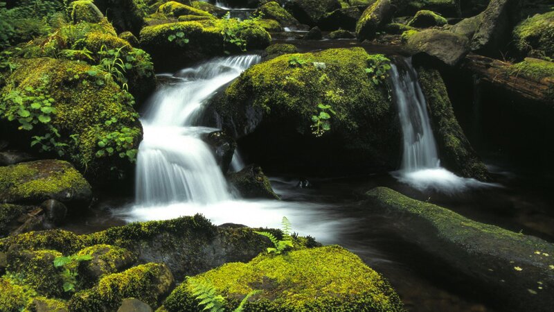 Mossy stream in forest