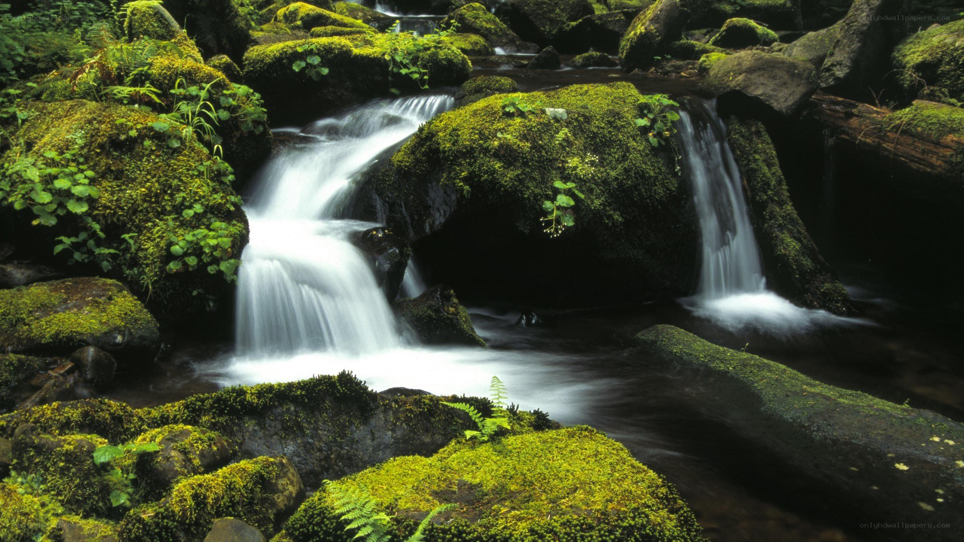 Mossy stream in forest