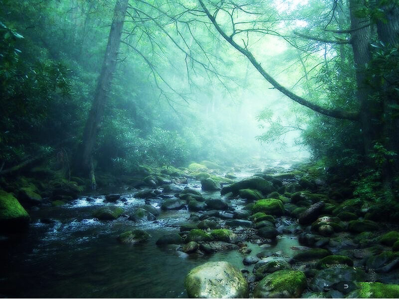Mossy Stream in Forest — Green, Misty, Serene