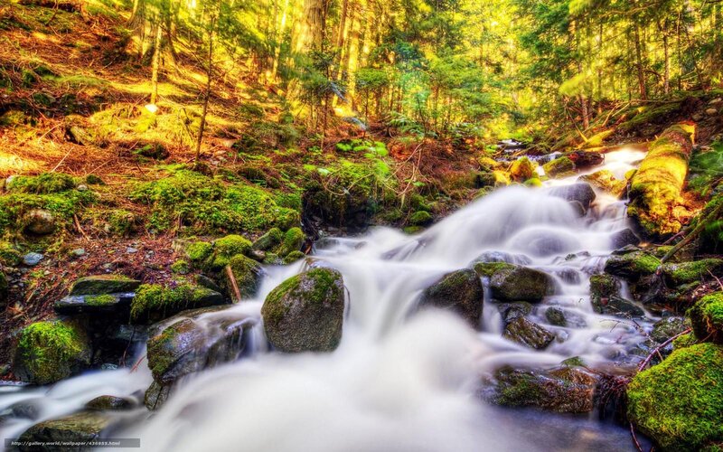 Mossy Stream in Forest — Green, Serene, Afternoon, Photograph, Rocks, Trees