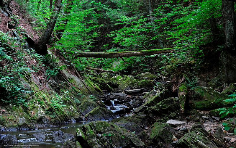 Mossy Stream in Forest — Green, Serene, Afternoon, Photograph, Trees, Rocks, Fallen Log
