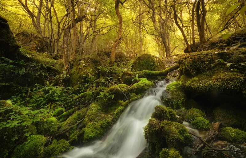 Mossy Stream in Forest — Green, Serene, Afternoon, Photograph, Trees, Rocks, Moss