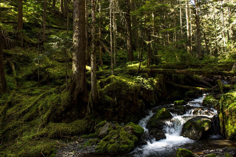 Mossy Stream in Forest — Green, Serene, Afternoon, Photograph, Trees, Rocks