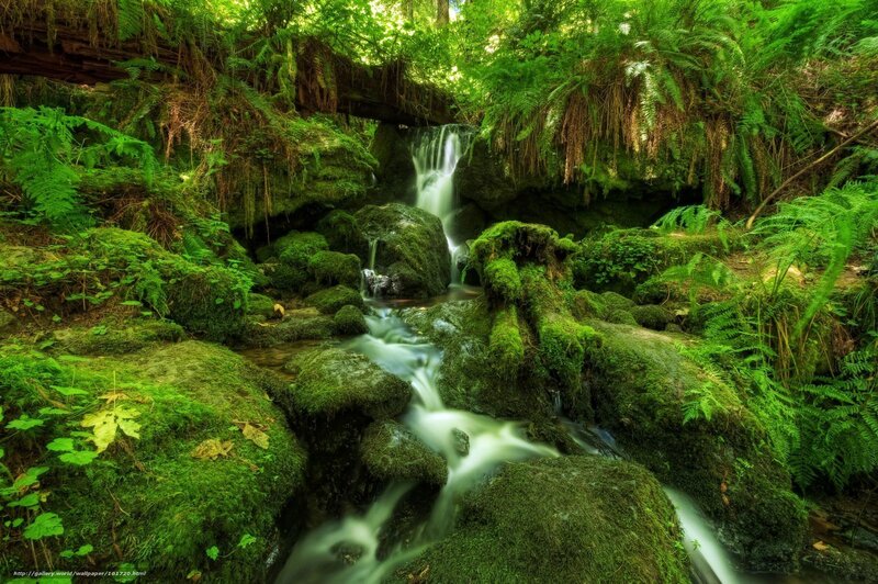 Mossy Stream in Forest — Green, Serene, Afternoon