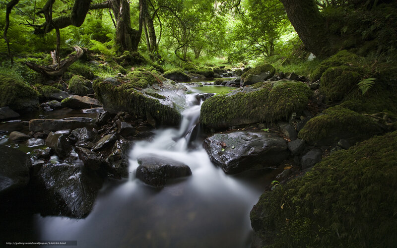 Mossy Stream in Forest — Green, Serene, Morning, Photograph, Rocks