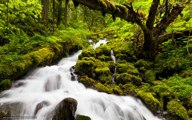 Mossy Stream in Forest — Green, Serene, Morning, Photograph, Trees, Moss