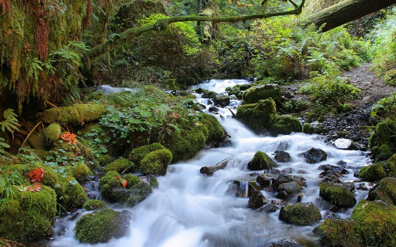 Mossy Stream in Forest — Green, Serene, Morning