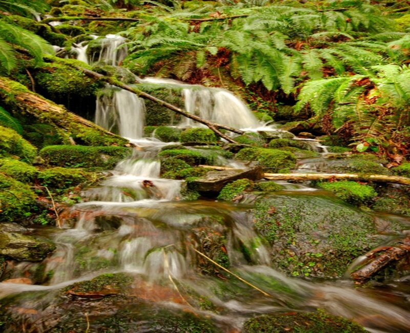 Mossy Stream in Forest — Green, Serene, Photograph