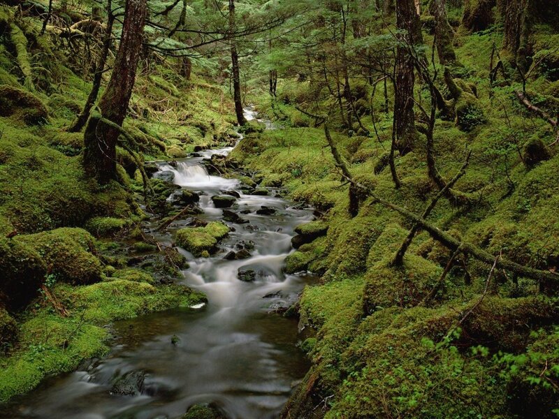 Mossy Stream in Forest — Green, Serene, Photograph, Trees, Moss