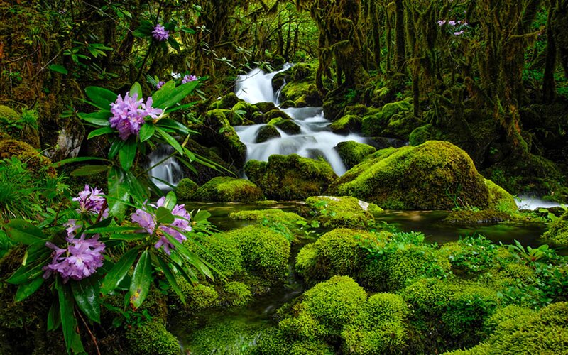 Mossy Stream in Forest — Green, Serene, Spring