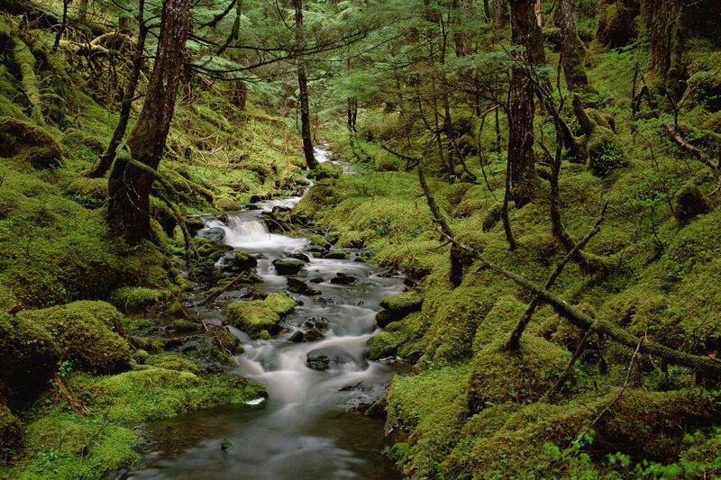 Mossy Stream in Forest — Green, Serene