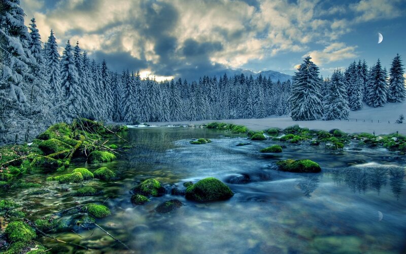 Mossy Stream in Forest — Green, Serene, Winter