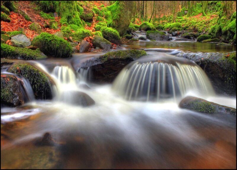 Mossy Stream in Forest — Green