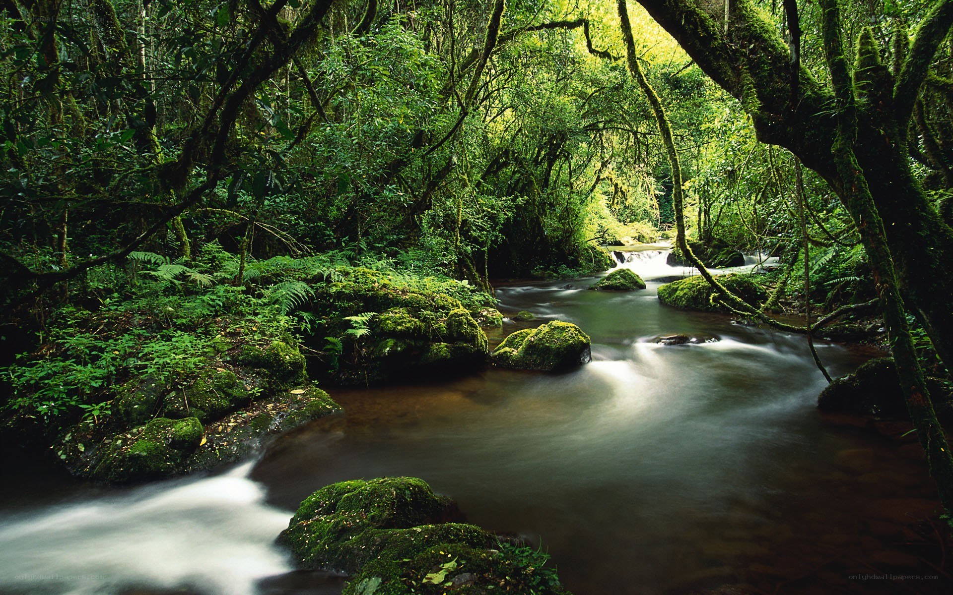 Mossy stream in lush forest