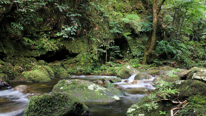 Mossy stream in lush forest