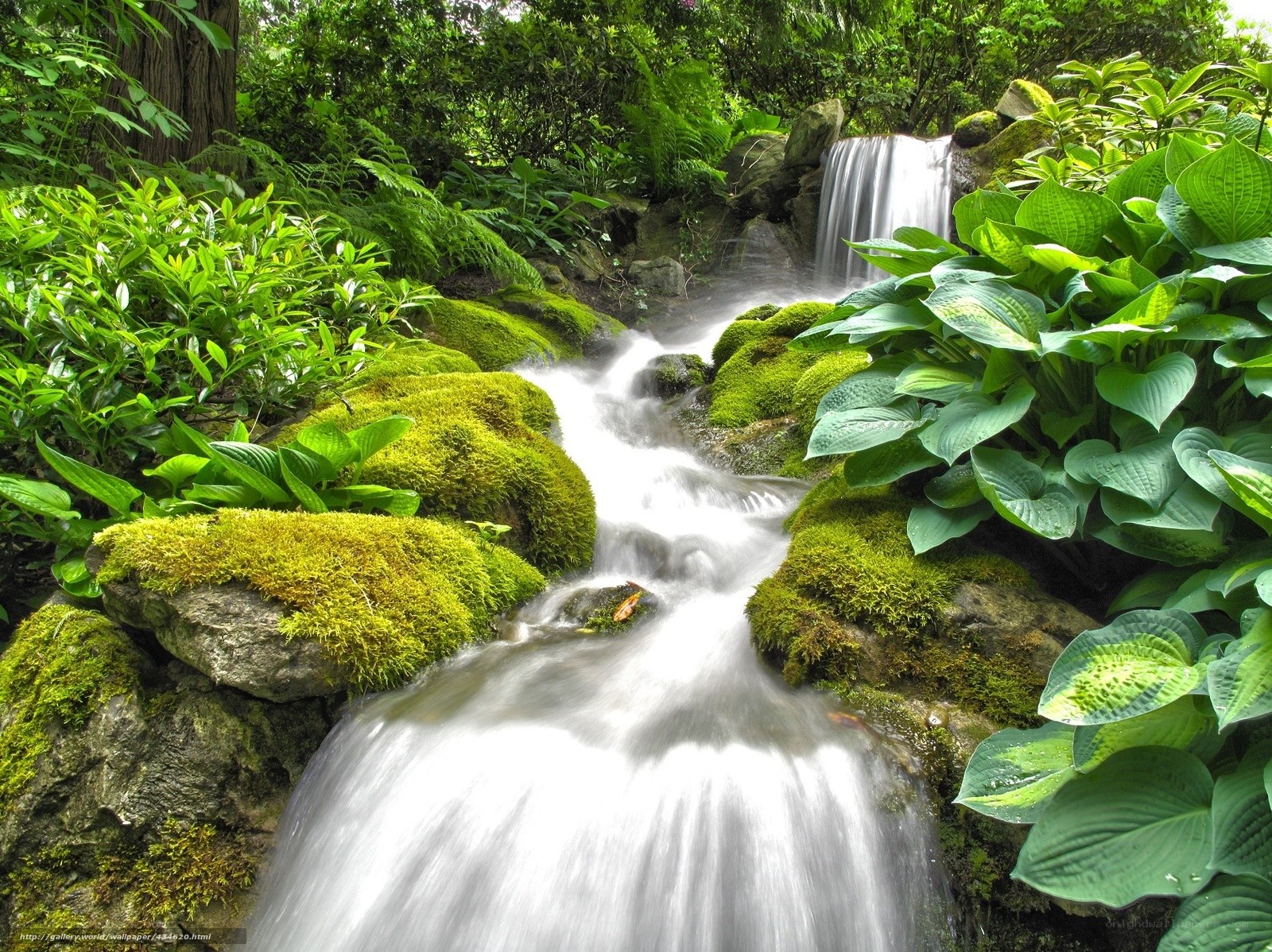 Mossy stream in lush garden