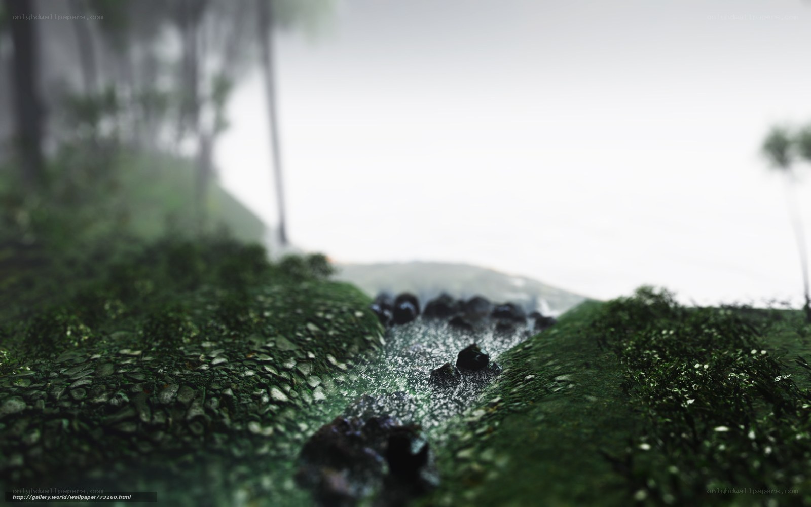 Mossy stream in misty forest
