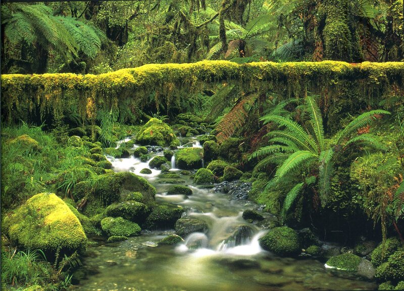 Mossy stream in rainforest