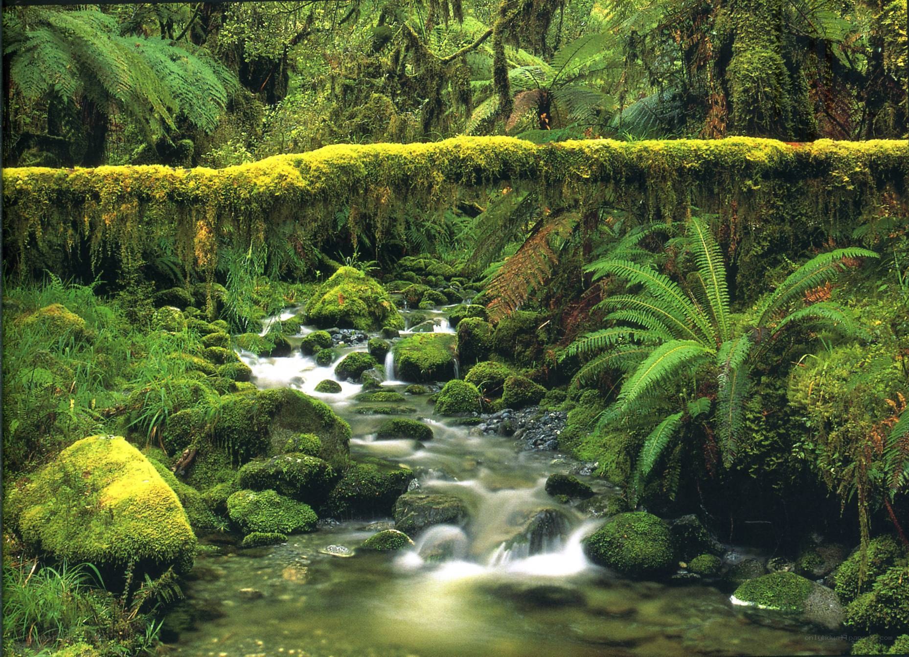 Mossy stream in rainforest