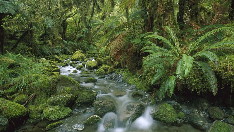 Mossy stream in rainforest