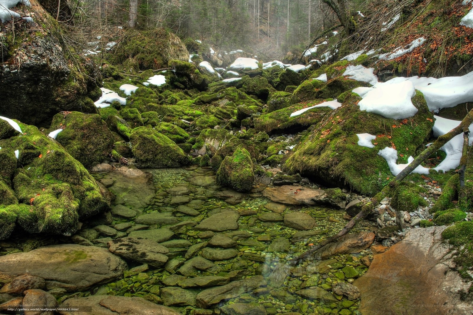 Mossy stream in snowy forest