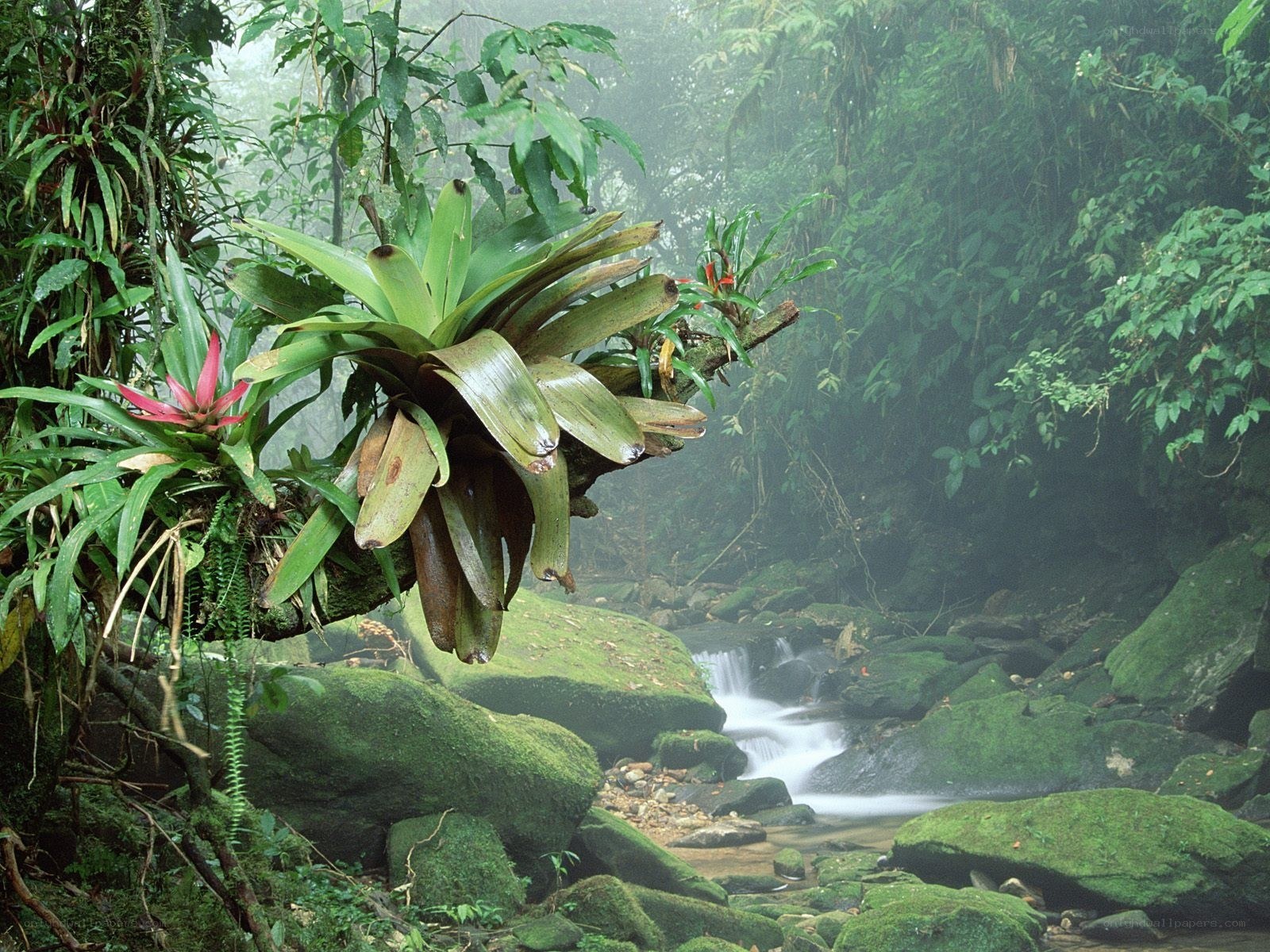 Mossy stream in tropical forest