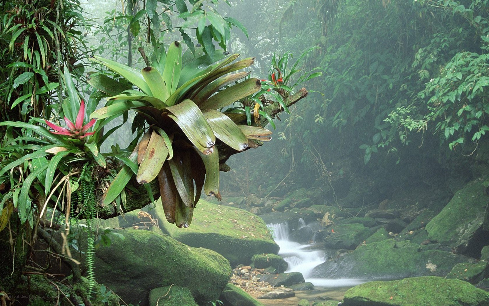 Mossy stream in tropical forest