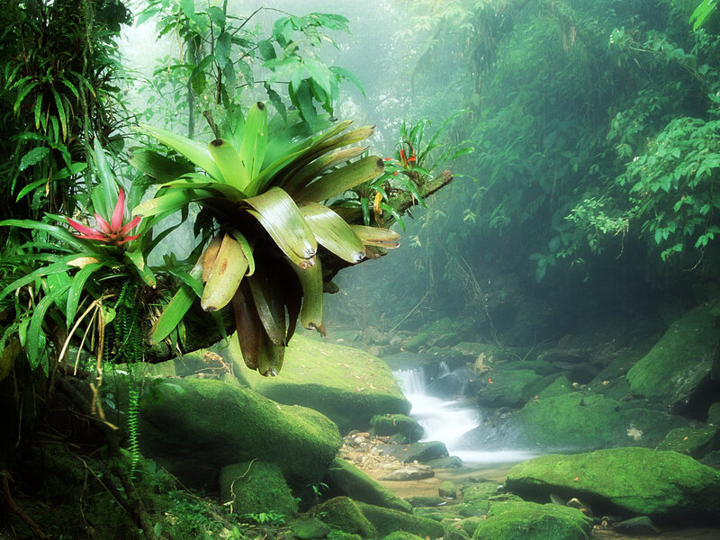 Mossy stream in tropical forest