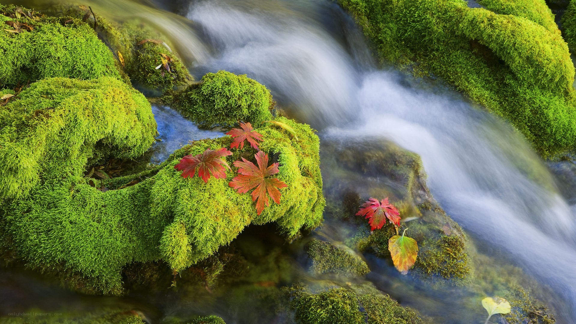 Mossy stream with autumn leaves