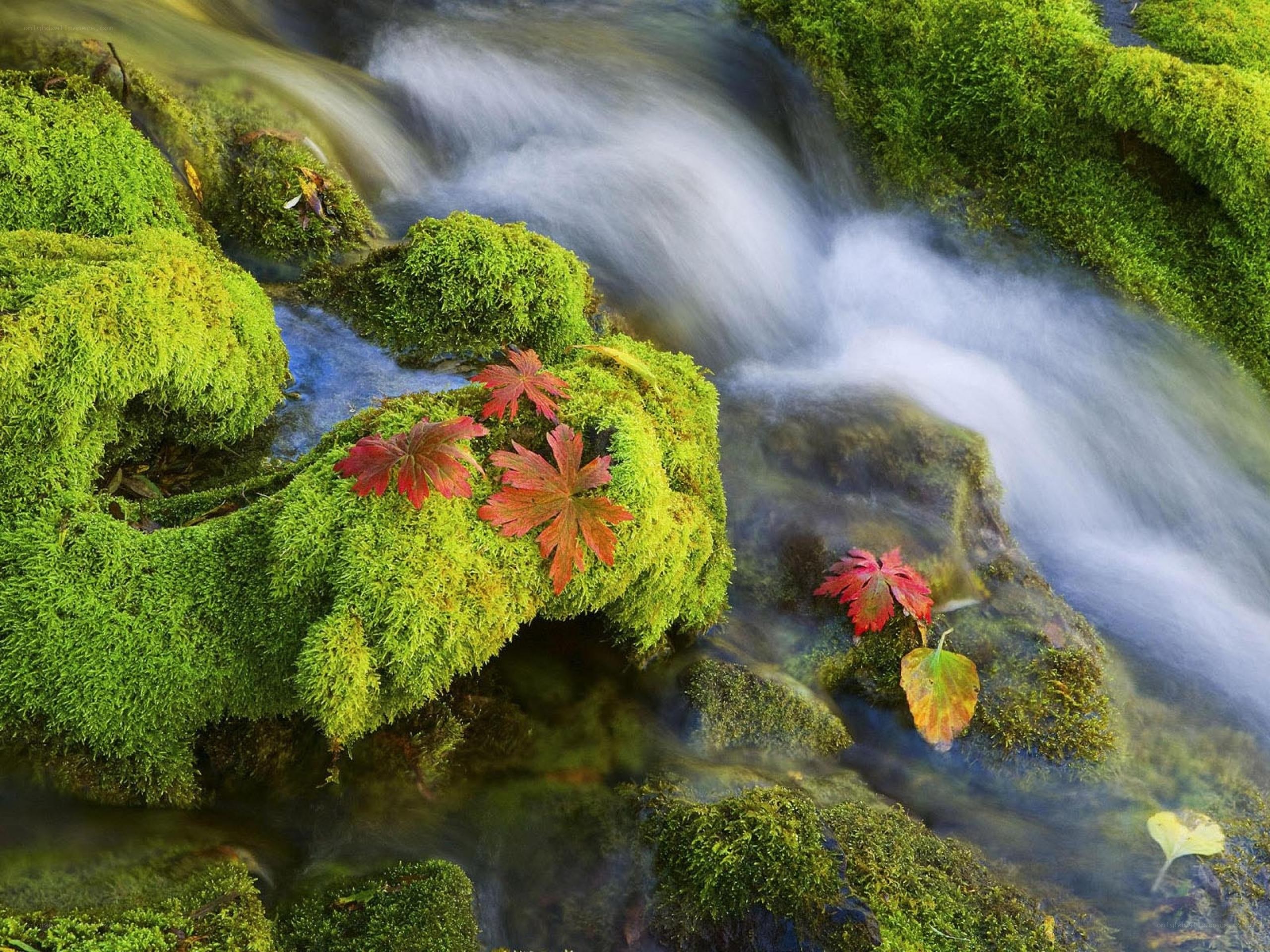 Mossy stream with autumn leaves