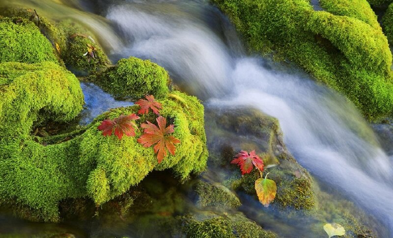 Mossy stream with autumn leaves