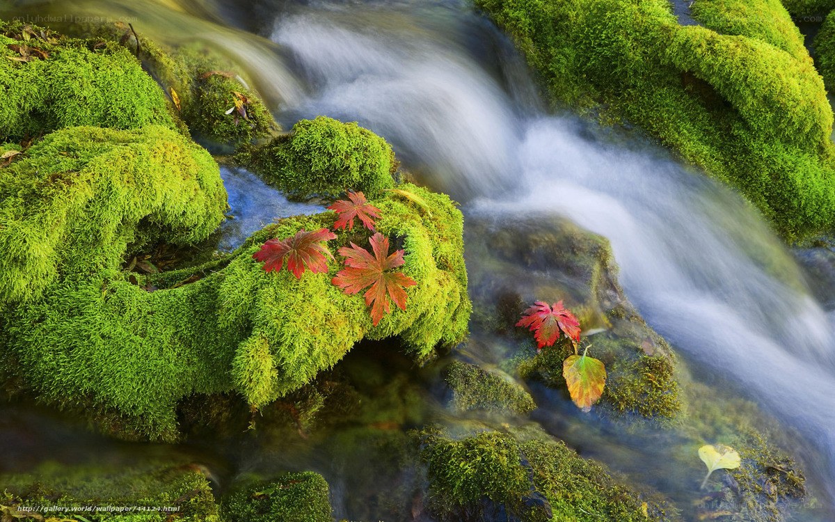 Mossy stream with autumn leaves
