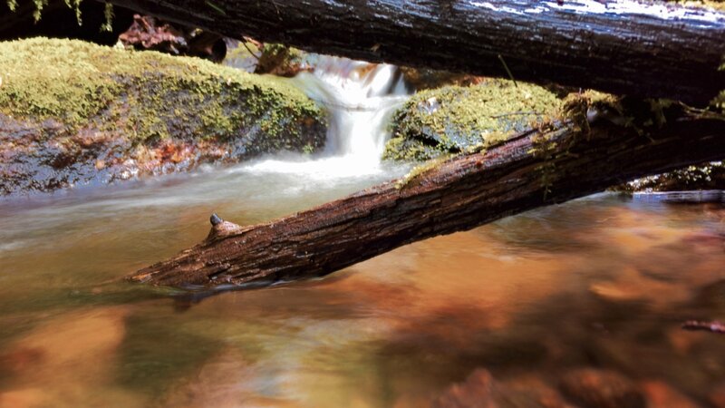 Mossy Stream with Fallen Log