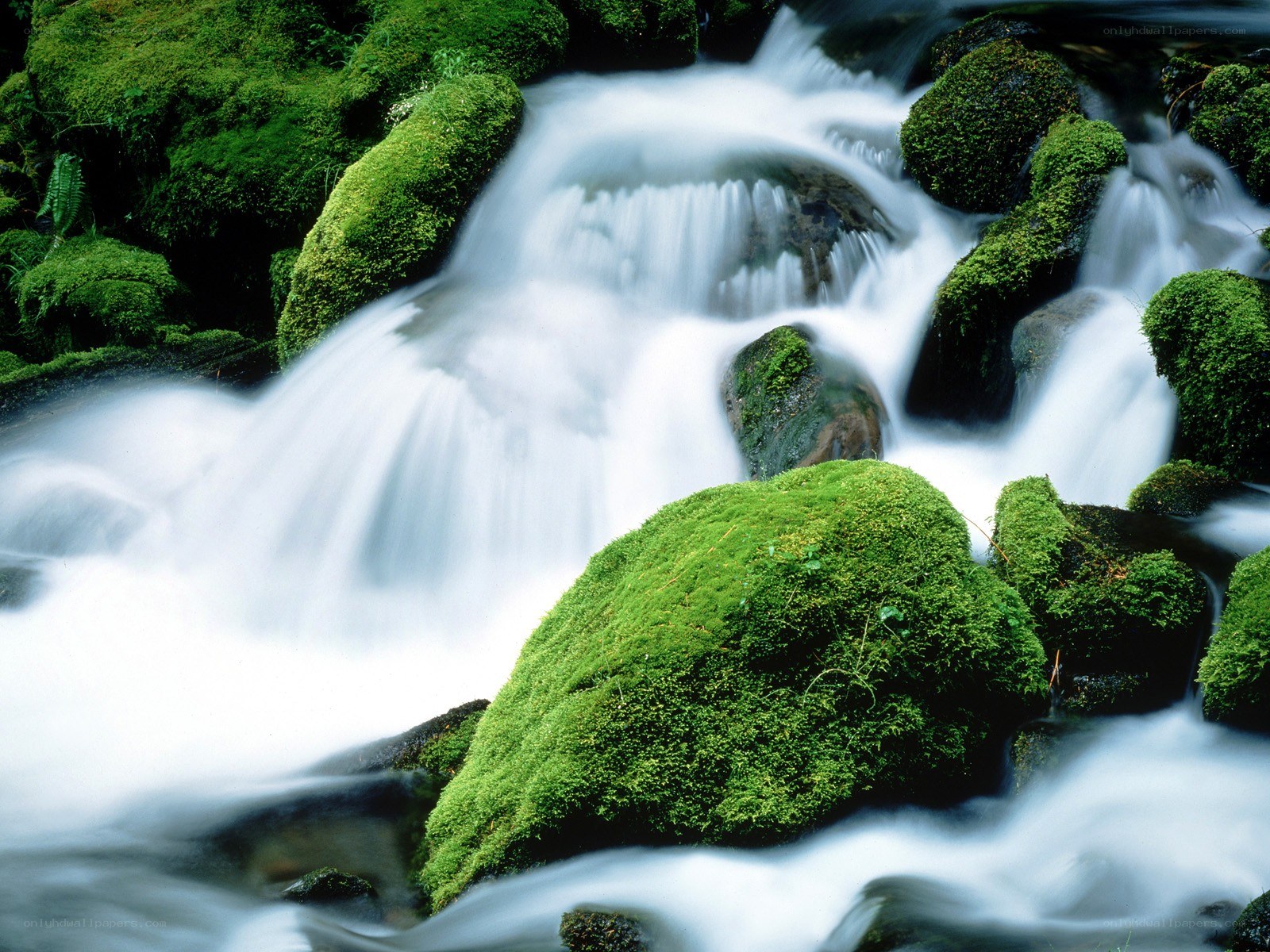 Mossy stream with flowing water