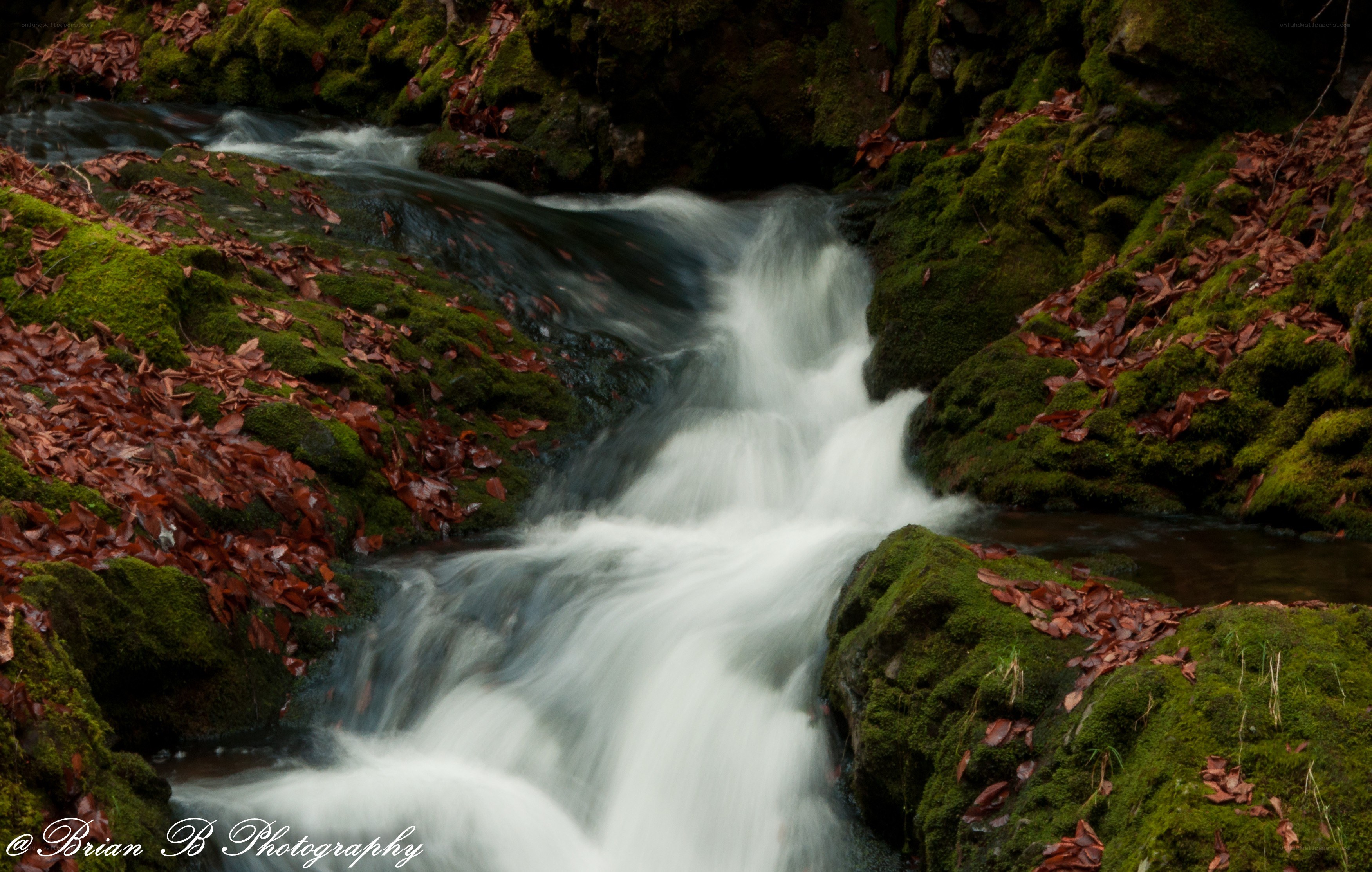 Mossy stream with flowing water