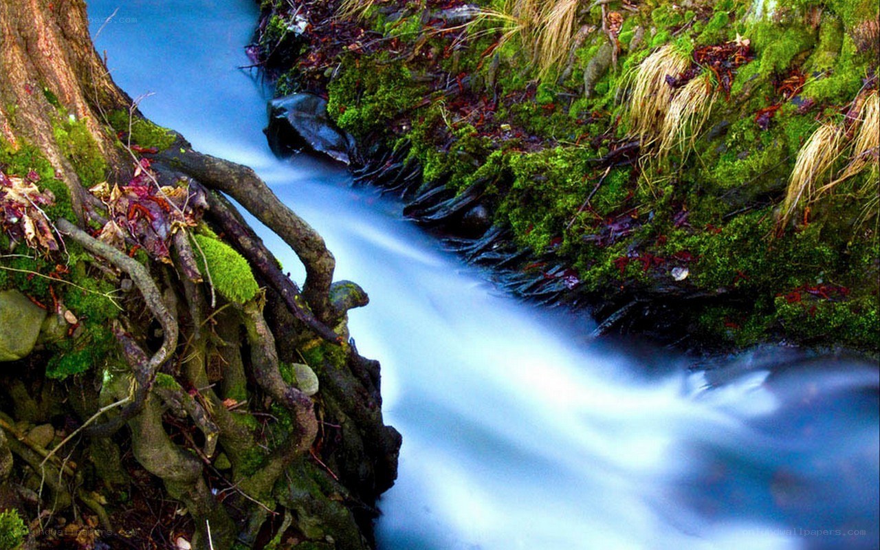 Mossy stream with flowing water
