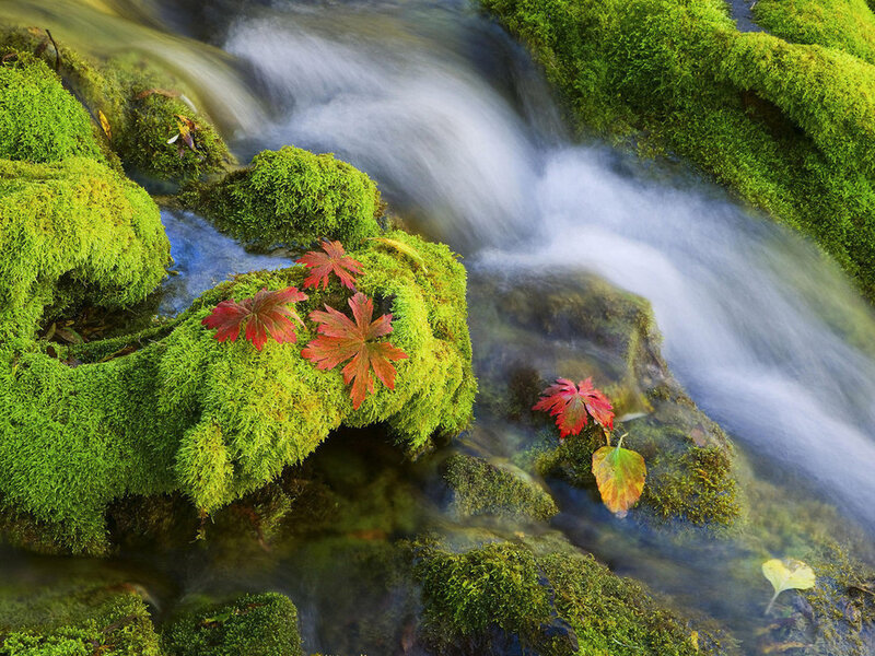 Mossy Stream with Leaves